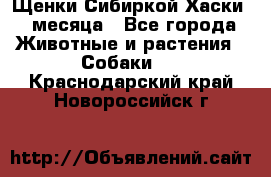 Щенки Сибиркой Хаски 2 месяца - Все города Животные и растения » Собаки   . Краснодарский край,Новороссийск г.